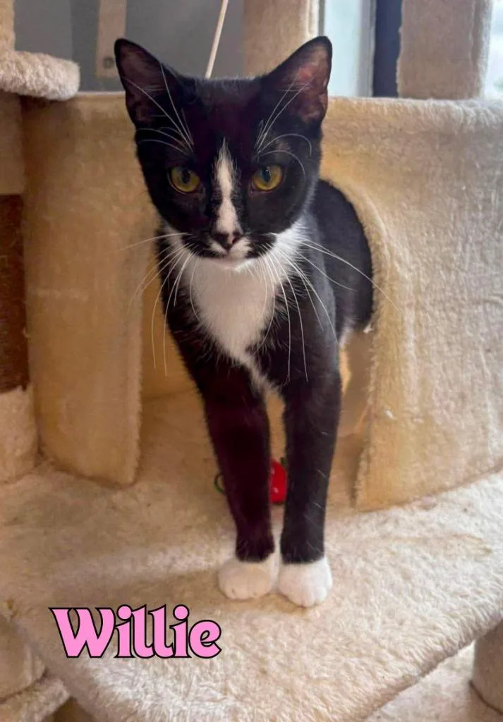 A baby medium-sized female Domestic Short Hair cat named Willie for adoption in Rome, GA