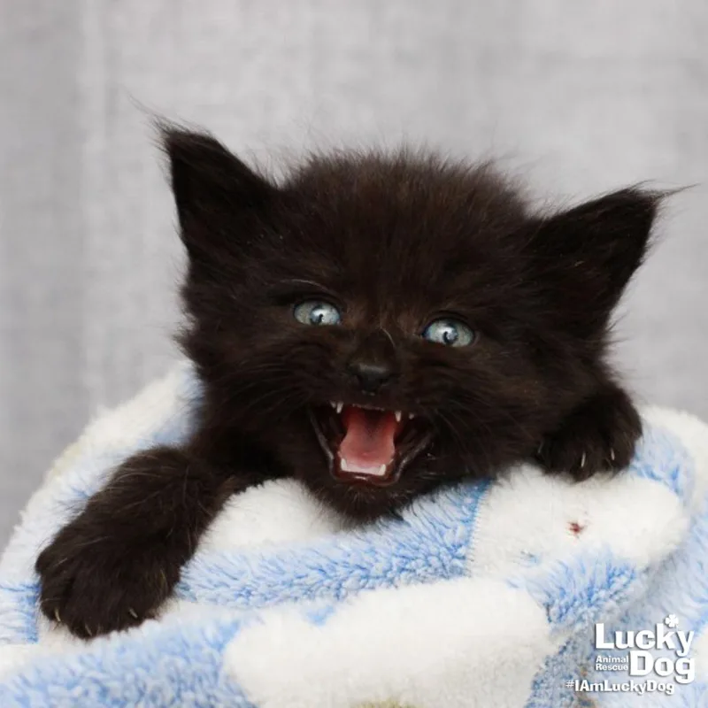 A baby medium-sized female Black Domestic Short Hair cat named Gertie for adoption in Washington, DC
