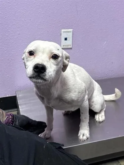 A young small-sized female White / Cream Mixed Breed dog named 61071973 for adoption in El Paso, TX