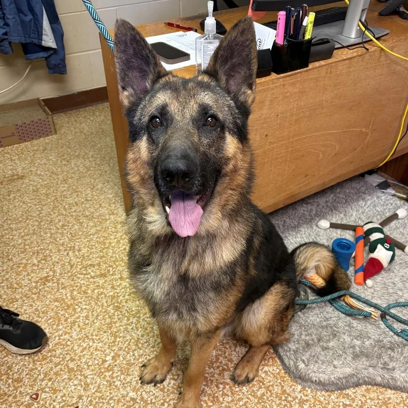 An adult large-sized male Brown / Chocolate German Shepherd Dog dog named Ace for adoption in Chehalis, WA