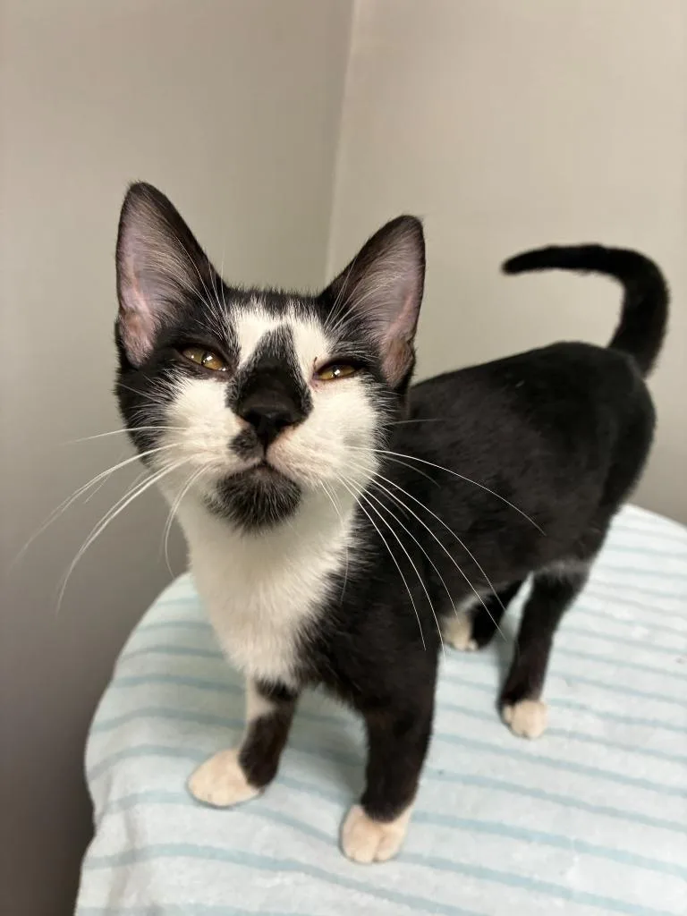 A baby medium-sized male Domestic Short Hair cat named Zebro for adoption in Bryant, AR