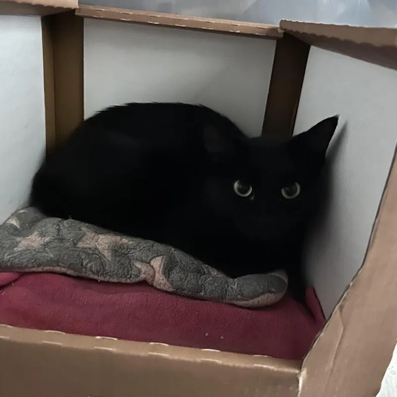 A young small-sized female Black Domestic Short Hair cat named Dumpling for adoption in Grand Rapids, MI