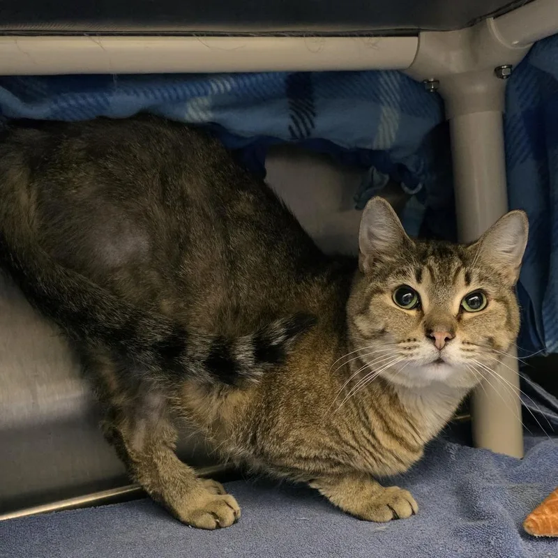 An adult large-sized male Brown / Chocolate Domestic Short Hair cat named Ash for adoption in Fort Wayne, IN