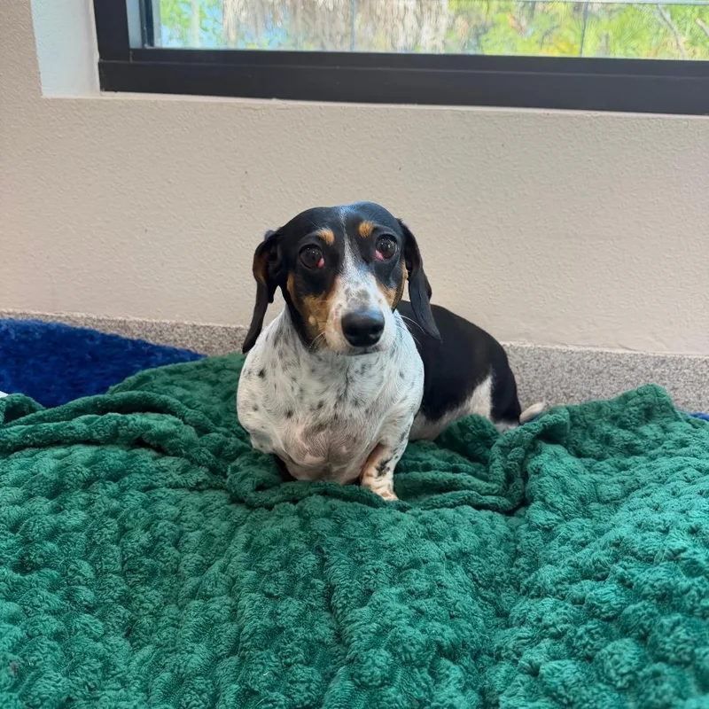 An adult small-sized female White / Cream Dachshund dog named Lucy for adoption in Englewood, FL