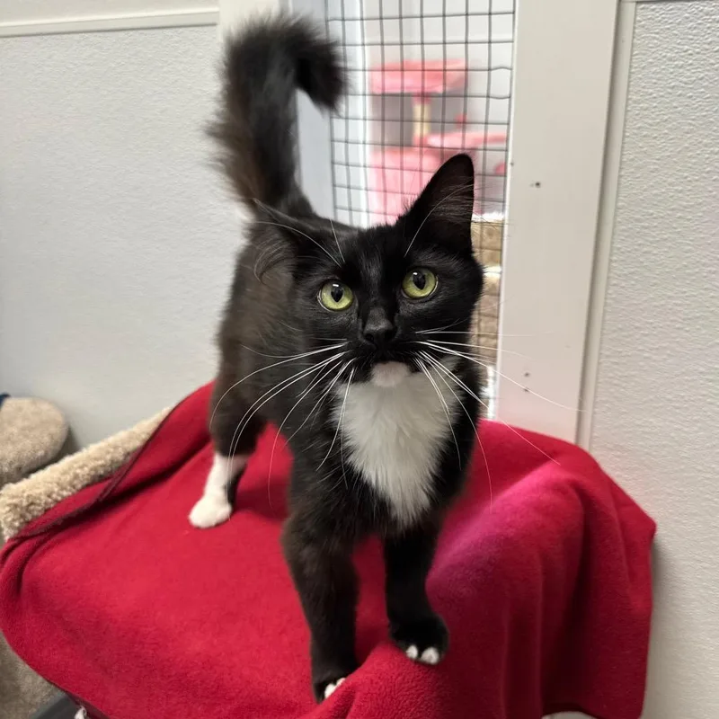 An adult medium-sized female Black Domestic Medium Hair cat named Rhonda Rowdy for adoption in Port Angeles, WA