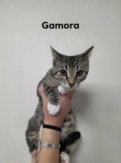 A baby medium-sized female Domestic Short Hair cat named Gamora for adoption in Aberdeen, SD