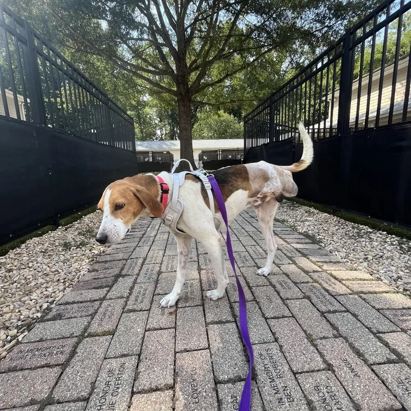 An adult medium-sized male White / Cream Hound dog named Jungle Juice for adoption in Charlottesville, VA