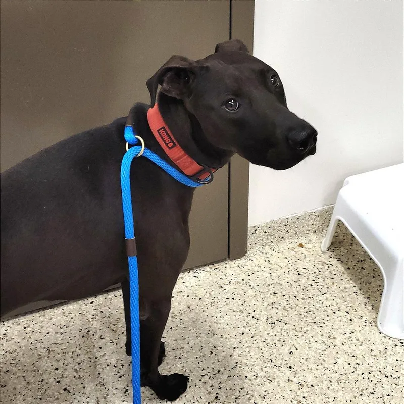 An adult large-sized male Brown / Chocolate Mixed Breed dog named Max for adoption in Nashville, IN