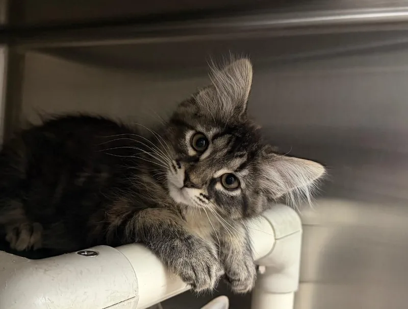 A baby medium-sized female Domestic Medium Hair cat named Luna for adoption in Chico, CA