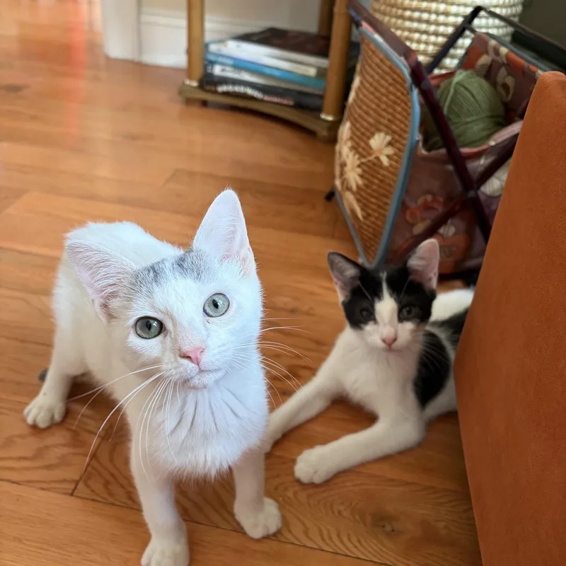 A baby medium-sized male White Domestic Short Hair cat named Eleven for adoption in Jersey City, NJ