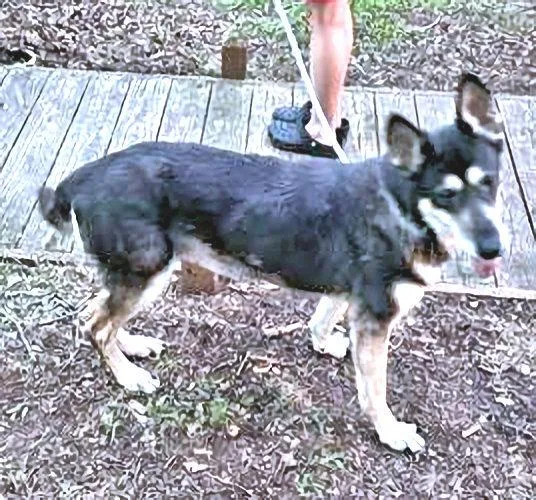 A young medium-sized female German Shepherd Dog dog named Millie for adoption in Rutherfordton, NC