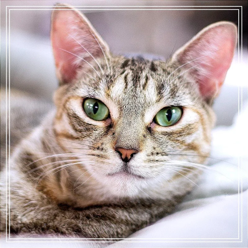 Parmesan thumbnail 2