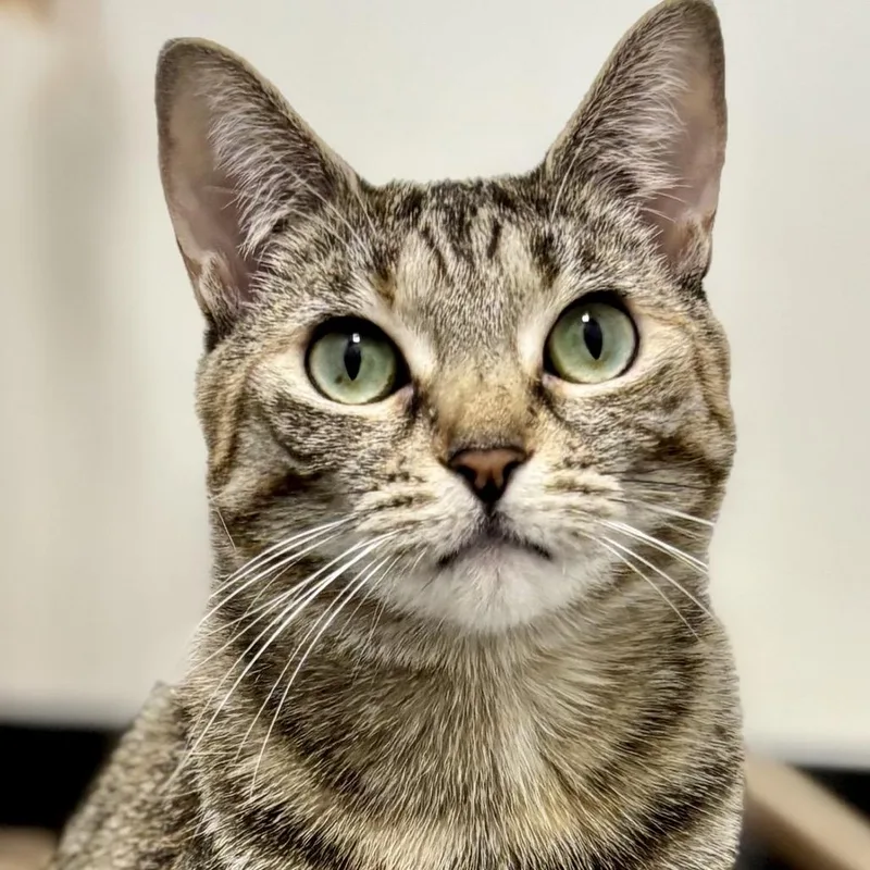 Parmesan thumbnail 4