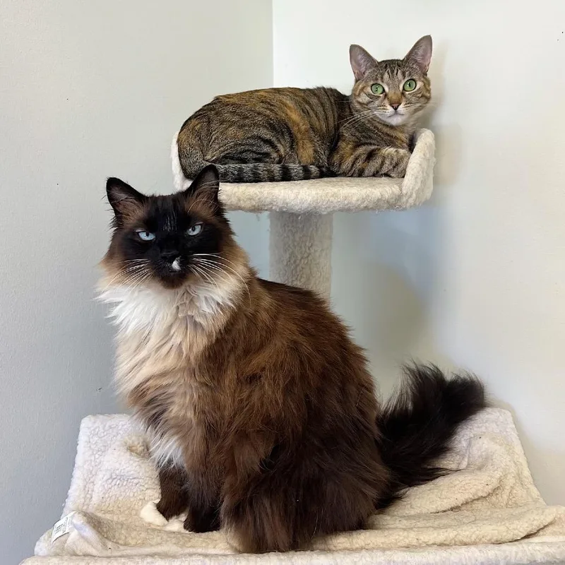 Parmesan thumbnail 5