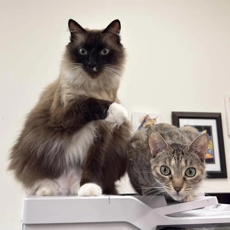 Parmesan thumbnail 6