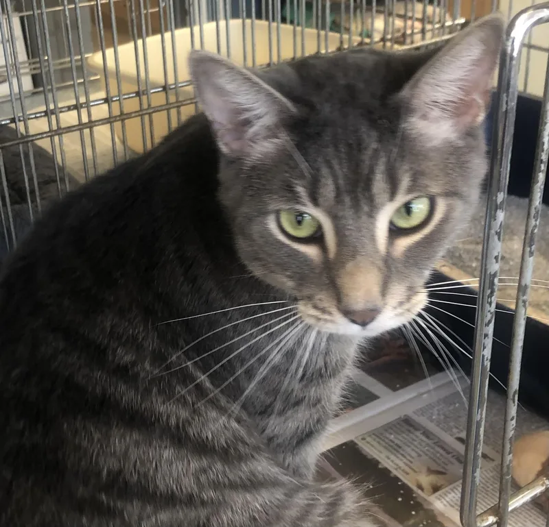 An adult medium-sized male Tabby (Gray / Blue / Silver) Domestic Short Hair cat named Damien for adoption in Parma, OH
