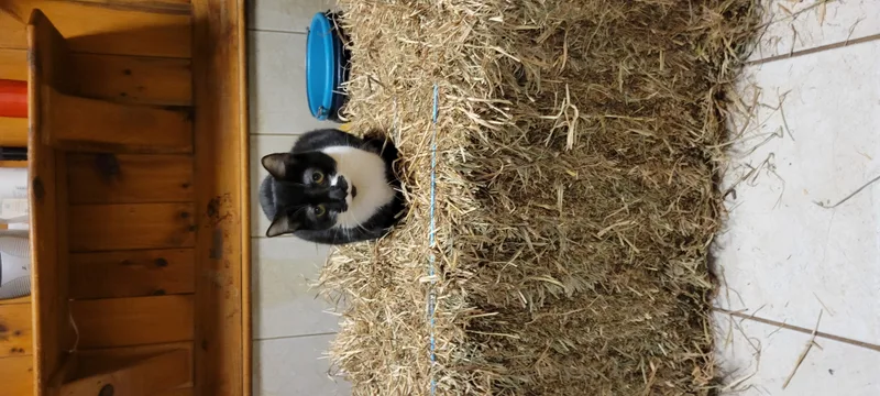 Viennetta thumbnail 2