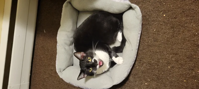 Viennetta thumbnail 3