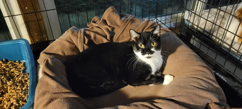 Viennetta thumbnail 4