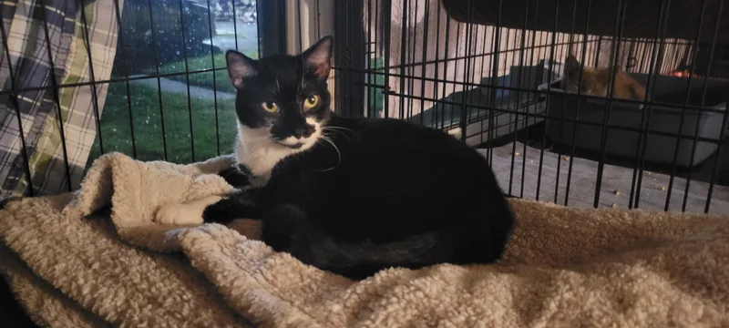 Viennetta thumbnail 5