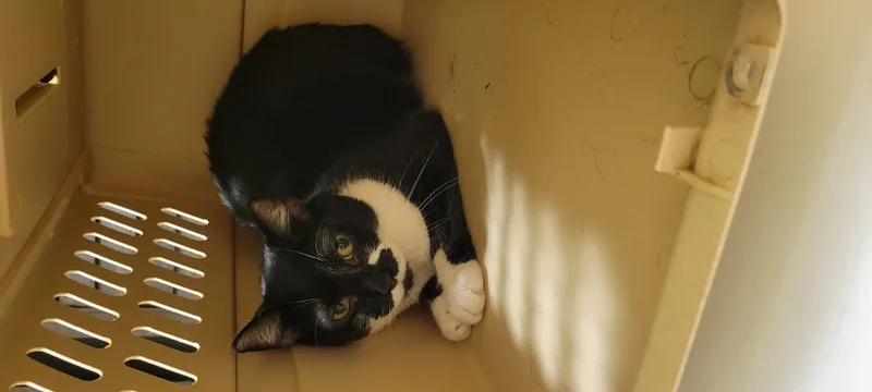 Viennetta thumbnail 6