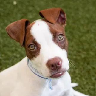 A baby small-sized female Hound dog named Buttons for adoption in Parker, CO