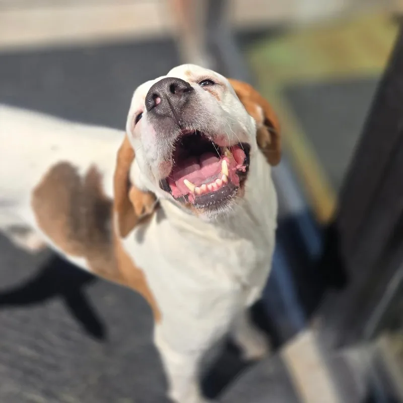 An adult medium-sized female White / Cream Coonhound dog named Nickel for adoption in Milan, IL