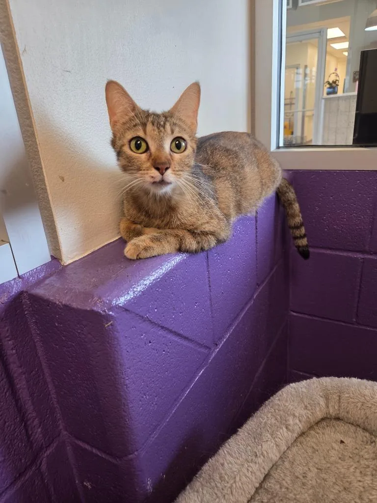 A young large-sized female Domestic Short Hair cat named Silky for adoption in Bossier City, LA