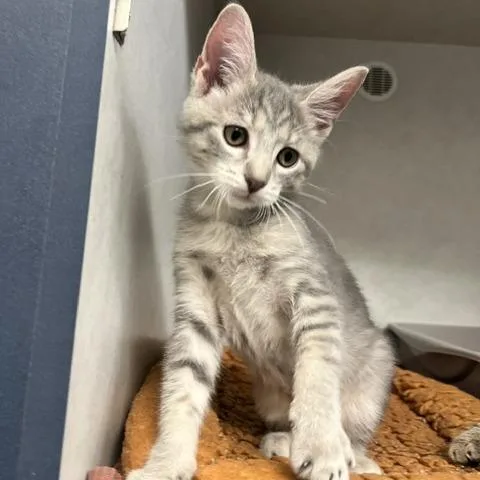 A baby small-sized male Gray / Blue / Silver Domestic Short Hair cat named Boomer for adoption in Dayton, OH