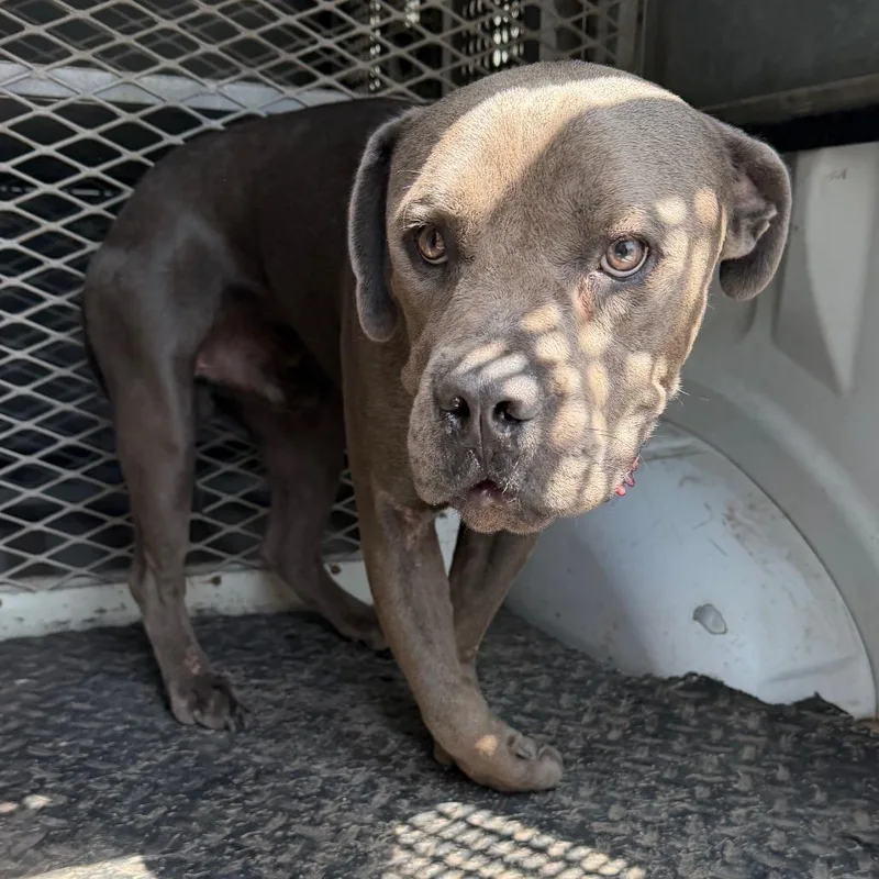 An adult large-sized male Gray / Blue / Silver Cane Corso dog named Pugsly for adoption in Edinburg, TX