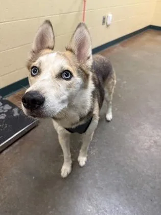 An adult medium-sized female Husky dog named Stella for adoption in Independence, MO