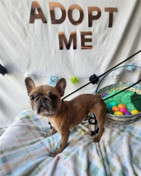 A senior medium-sized female French Bulldog dog named Ciela for adoption in Chatsworth, CA