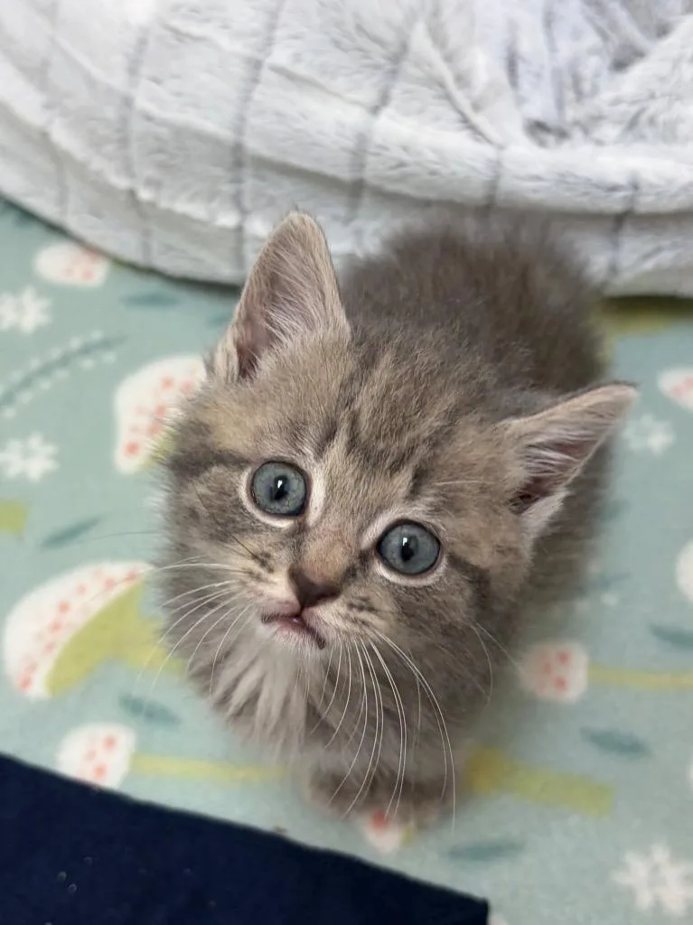 A baby small-sized female Domestic Short Hair cat named Donut for adoption in Clinton, SC