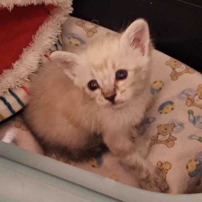A baby small-sized male Cream / Ivory Siamese cat named Yoda for adoption in Grantsville, UT