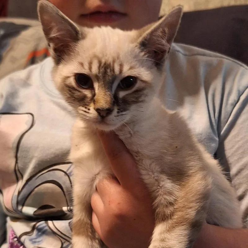 Yoda thumbnail 3