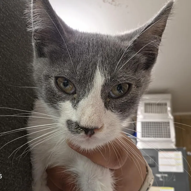 A baby small-sized male Gray / Blue / Silver Domestic Short Hair cat named Booger for adoption in Leander, TX