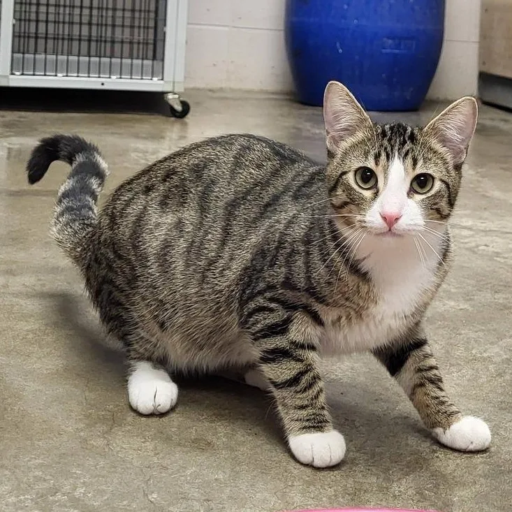 A young medium-sized male Tabby (Brown / Chocolate) Domestic Short Hair cat named Hut for adoption in Chilton, WI
