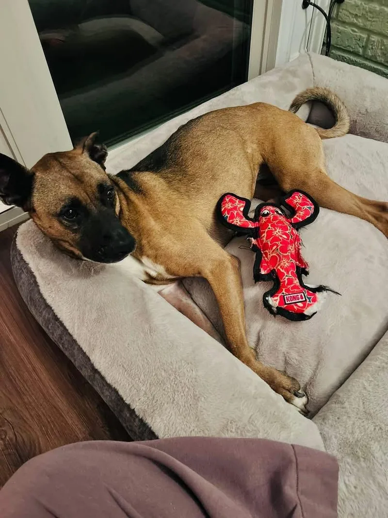 Nova