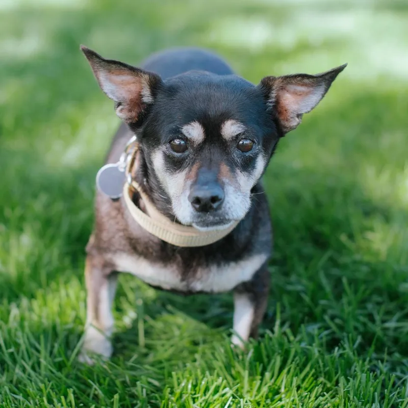 A senior small-sized female Black Chihuahua dog named Ruby for adoption in Northbrook, IL