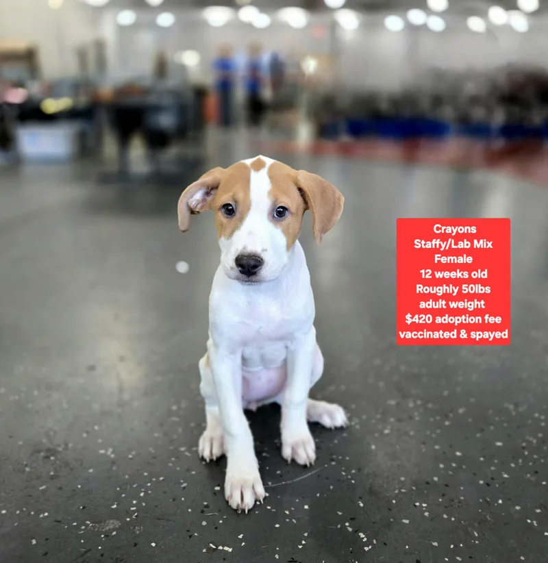 A baby medium-sized female Staffordshire Bull Terrier dog named Crayons for adoption in Oviedo, FL