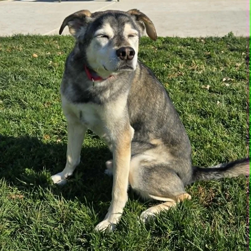 A senior medium-sized male Black Husky dog named Jett for adoption in Watertown, WI