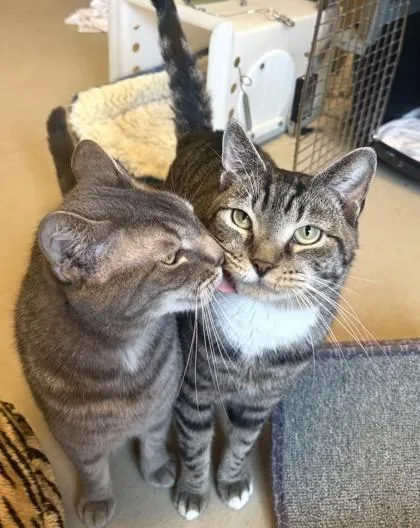 An adult medium-sized male Domestic Short Hair cat named Chip for adoption in Quakertown, PA