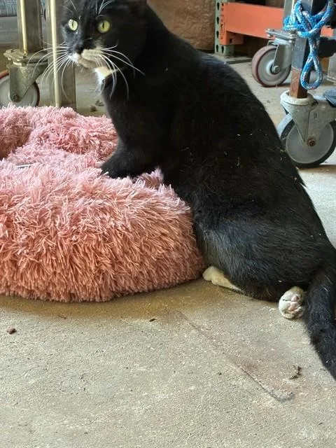 An adult medium-sized male Domestic Short Hair cat named Professor for adoption in Santa Maria, CA