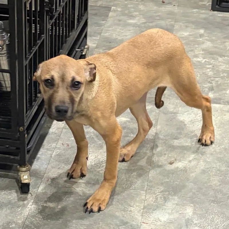 A young medium-sized female Pit Bull Terrier dog named Yuma for adoption in Homewood , IL