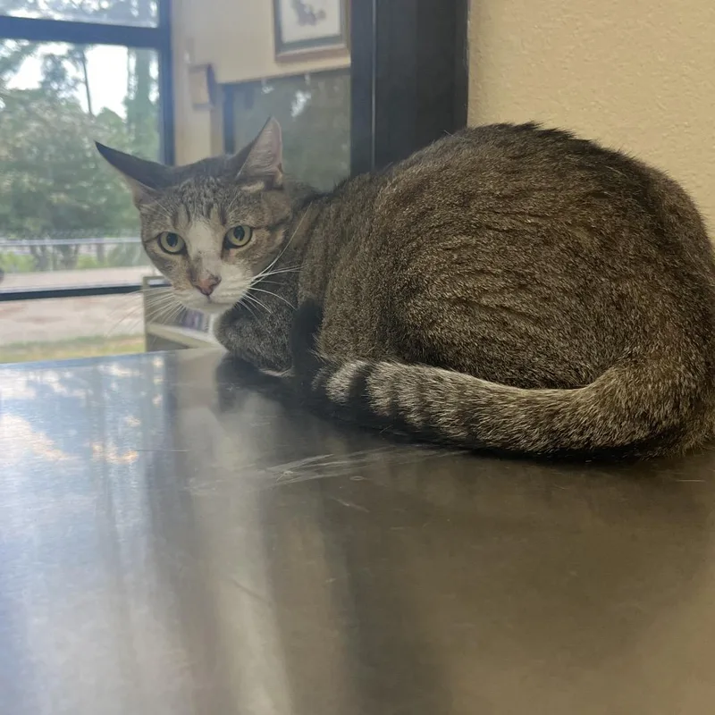 An adult large-sized male Black Domestic Short Hair cat named Andre the Giant for adoption in Palestine, TX