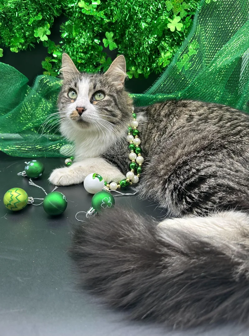 An adult medium-sized female Buff / Tan / Fawn Domestic Long Hair cat named Mocha for adoption in HUNTINGTON BEACH, CA