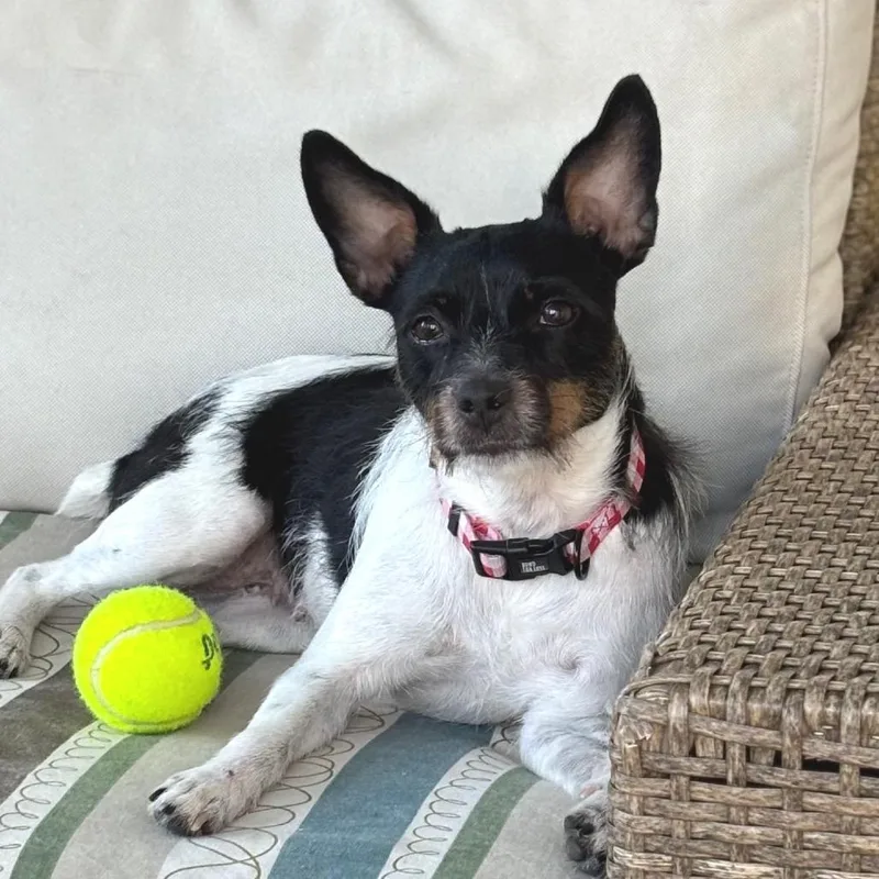 An adult small-sized female Rat Terrier dog named Pippa for adoption in New Orleans, LA