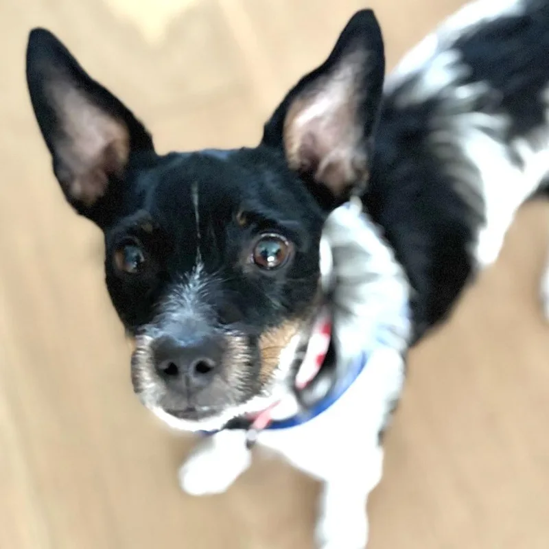 Pippa thumbnail 5