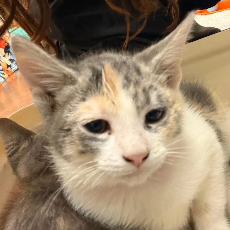 A baby small-sized female Brown / Chocolate Domestic Short Hair cat named Betty for adoption in Santa Barbara, CA