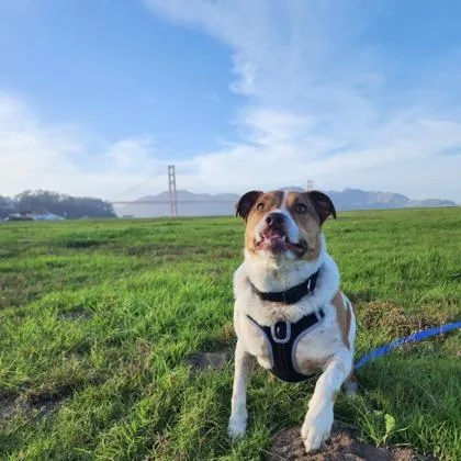 An adult medium-sized female Cattle Dog named Tulip for adoption in San Francisco, CA